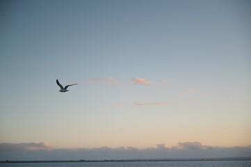 Fototapeta na wymiar A view with a seagull