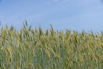 Obraz premium A field with unripe wheat in the summer season