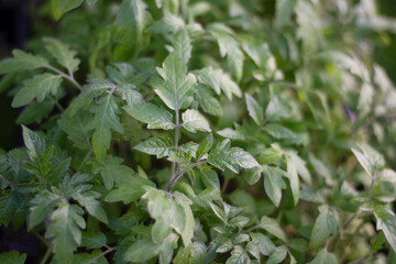 young plants in a pot, tomato seedlings