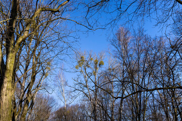 Bare trees in early spring in sunny clear weather