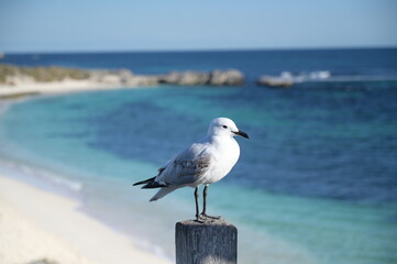 A view with a seagull