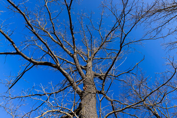 leafless birch trees in sunny weather in spring