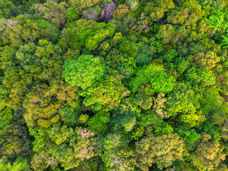 Naklejka premium Tropical gree tree rain forest on island aerial view