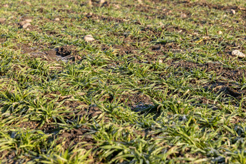 green winter wheat in the winter season