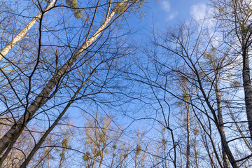 birch tree without foliage in the spring season