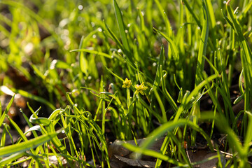 Obraz premium sunny green grass and small yellow flowers in the forest