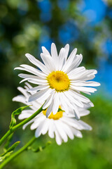 Fototapeta premium Jaskrawy kwiat z bliska. Leucanthemum vulgare, potocznie znany jako stokrotka pospolita, stokrotka pospolita, stokrotka psia, margerytka.