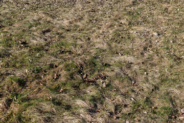 grass growing in early spring in windy weather