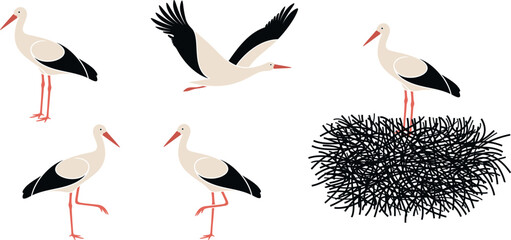 Stork set. Isolated stork on white background