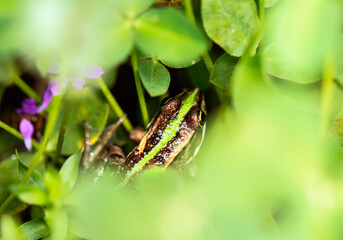 Small frog on water plant leaves background.