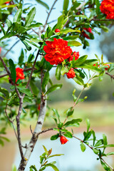 Pomegranate red flowers tree background