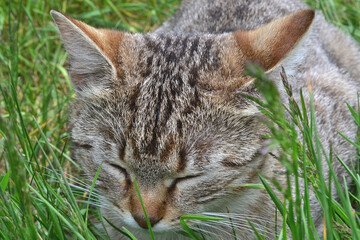 Naklejka na ściany i meble The cat is sleeping outside in the green grass