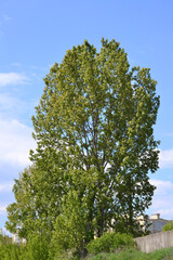 A tall and big green tree in the park