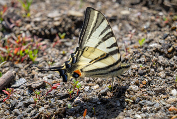 Fototapeta na wymiar Beautiful butterfly (Iphiclides Podalirius) sits on the wet sand and drinks water. This is the process of feeding on minerals dissolved in this very soil.
