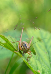 A light green grasshopper is hiding in the grass, close-up. Summer season, meadow