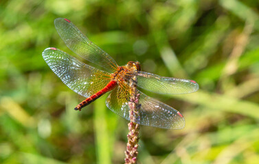 Red dragonfly on branch close-up on green background. Summer season meadow.