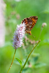 Close-up of small pearl-bordered butterfly (Boloria selene) resting on a pink flower with a blurred green background.