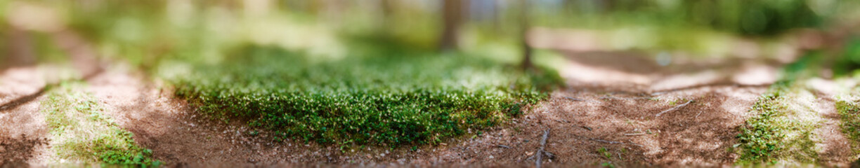 Wild forest panorama