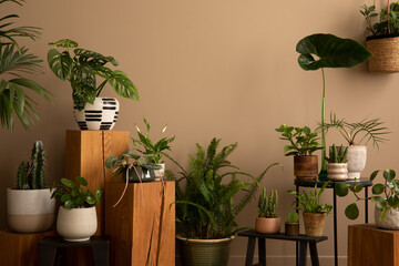 Fototapeta na wymiar Warm composition of botanic living room interior with plants in flowerpots, wooden stand, black stool, brown wall and personal accessories. Home decor. Template.