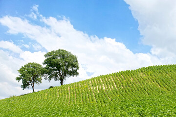 Obraz premium Partial view of a sunflower fieild in a cloudy spring day