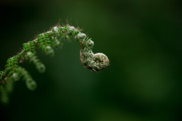 A fern sprout on a blurry light green background. Vegetable natural background in green tones.