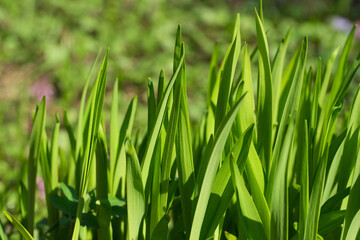Fototapeta na wymiar Macro view of the first spring sprouts of rich green grass, suitable as a background image.