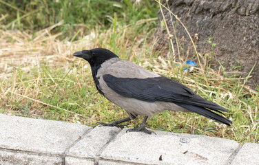 An hooded crow is feeding on grasses