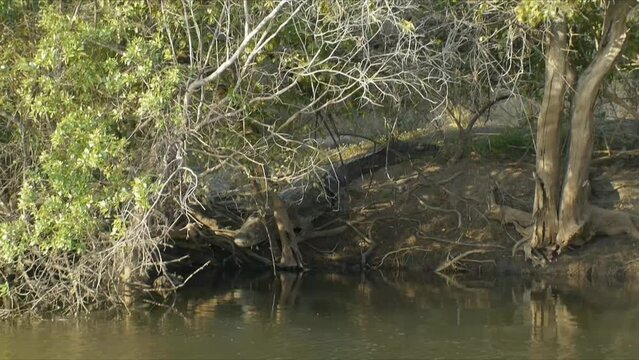 Medium view of crocodile sliding in kafue river water through roots on muddy bank