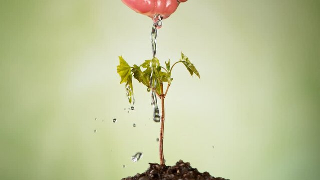 Concet of watering little seedlings. Small tree that grow on fertile ground, super slow motion, filmed on high speed cinematic camera at 1000 fps