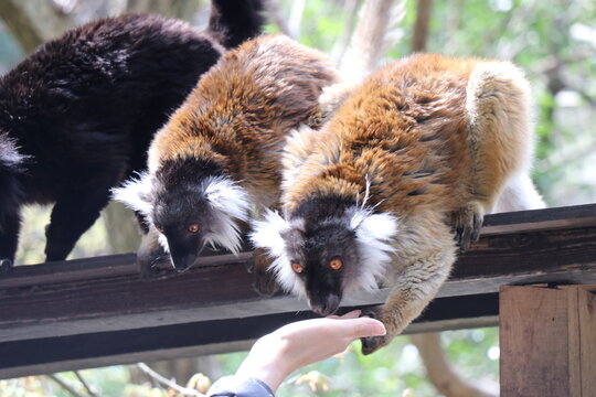 長崎バイオパーク、動物園、親子、楽しい
