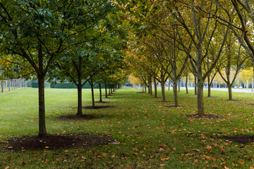 Fototapeta na wymiar Two line of trees on the grass field.