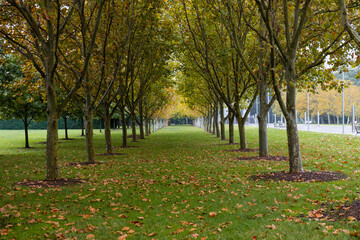 Line of trees with autumn foliage.