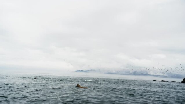 Seagulls fly in the air and Steller sea lions swim in the sea. Moments of gray sky rain. The daily life of Alaska's summer wildlife. Slow motion shot.