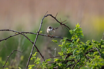 A beautiful animal portrait of a songbird in the forest during the summer months