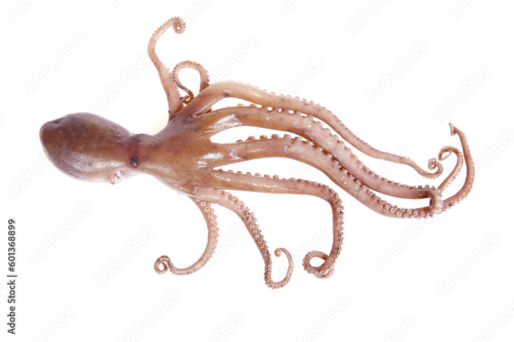 Wall mural octopus on a white background