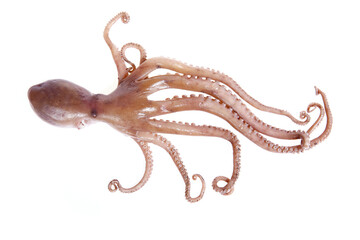 Octopus on a white background
