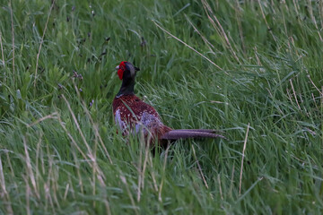 A beautiful animal portrait of a Pheasant Bird