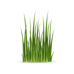 Fototapeta premium Realistic green grass, isolated 3d vector detailed cluster of natural plant blades for landscaping or gardening services, or environmental designs