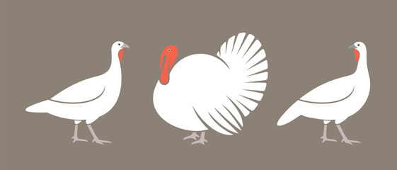 Turkey logo. Isolated turkey on white background. Bird