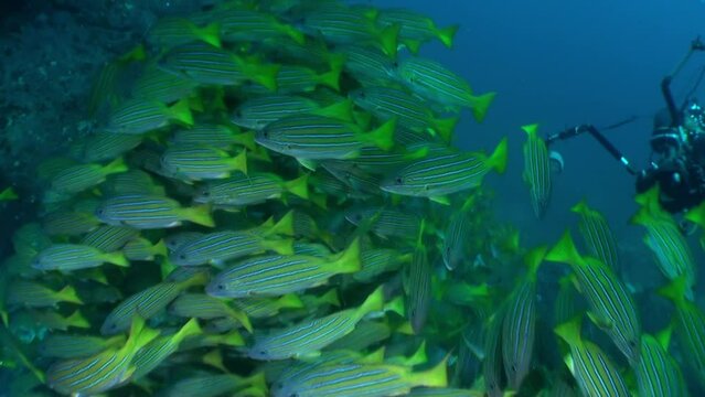 Multitude fish close to coral in magnificent marine life of Isla Del Coco. And as you look around, but feel sense of awe and wonder at incredible creatures that inhabit this mysterious realm.