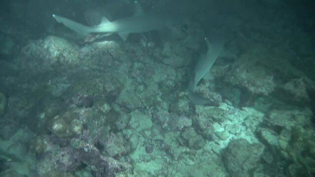 Marvel at unique personalities of pack of reef sharks up close in Isla del Coco. Diving with reef sharks is thrilling experience that allows you to witness these amazing creatures up close.