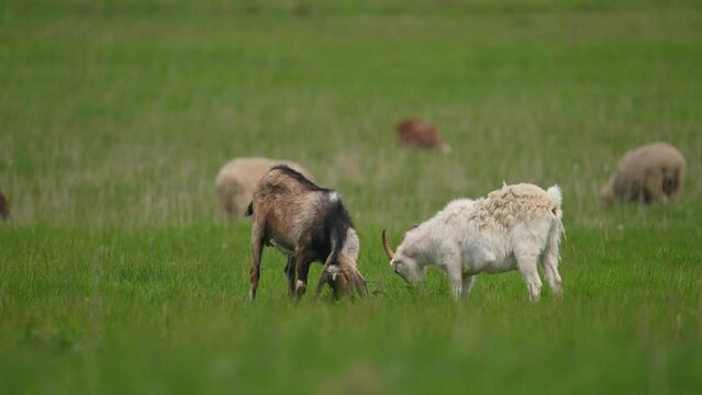 Goat eating grass in the field. Grazing farm animals in summer day on the meadow. Green grassland and animals. Food concept.