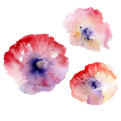 Watercolor pink Poppy flower set hand drawn colorful illustration isolated on white backdrop floral design for greeting card, package organic cosmetic, page magazine, wedding invitation, florist shop