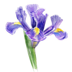 Watercolor iris flower, hand drawn botanical illustration isolated on white background for wedding invitation, greeting card, beauty salon, florist shop, natural cosmetics design, beauty shop