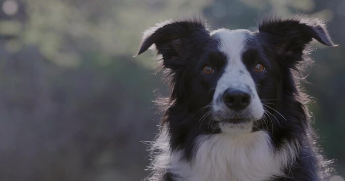 Close-up portrait beautiful border collie dog looking at camera, cocking head. Funny animal