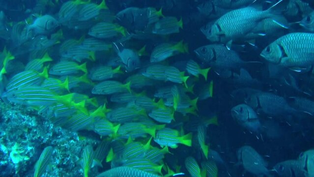 Waters surrounding Isla del Coco were teeming with school of tiny, silver fish. Island is home to number of unique plant and animal species, including Cocos Island Finch and Cocos Island Hummingbird.