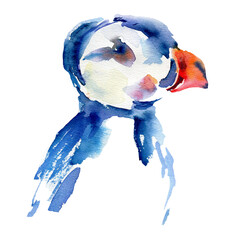 Fratercula arctica, watercolor Atlantic puffin bird, hand drawn illusration animal isolated on white background for card, natural organic product, children pattern, cartoon decorative poster for kid