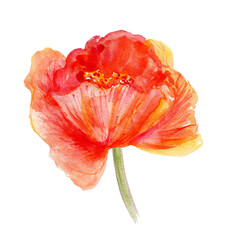 Watercolor red Poppy flower hand drawn colorful illustration isolated on white background, floral design element for greeting card, package cosmetic, page magazine, wedding invitation, florist shop