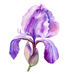 Watercolor iris flower, hand drawn botanical illustration isolated on white background for wedding invitation, greeting card, beauty salon, florist shop, natural cosmetics design, poster garden