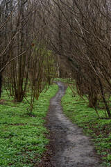 Fototapeta premium Muddy walking path through the woods, Bertem, Flemish Brabant, Belgium
